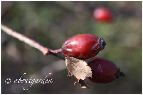 Rose hips