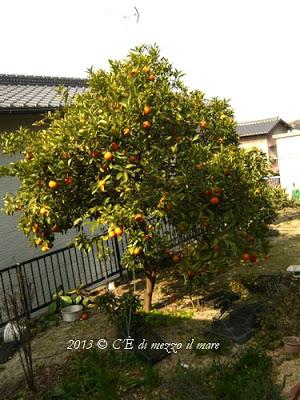 Con le arance amare (橙 daidai) della mia vicina