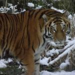 Gb, allo zoo di Whipsnade è arrivata una nuova tigre