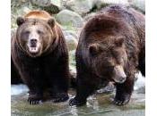 orsi bruni escono letargo: foto Fred Frode
