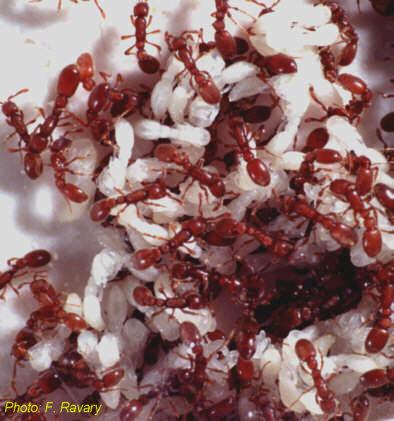 Bullismo tra formiche, ma per il bene della colonia