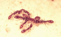 Bullismo tra formiche, ma per il bene della colonia