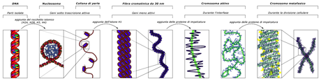 Cellula eucariote e cellula procariote: genoma a confronto