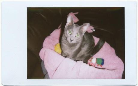 It's Caturday! - WEEK 19/52