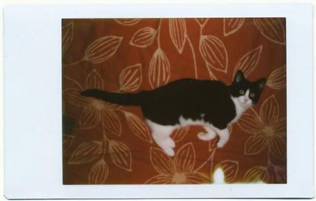 It's Caturday! - WEEK 19/52