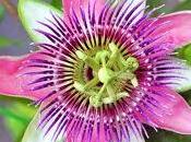 Passiflora