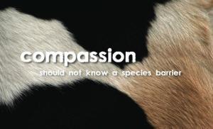 La compassione non dovrebbe conoscere una barriera di specie