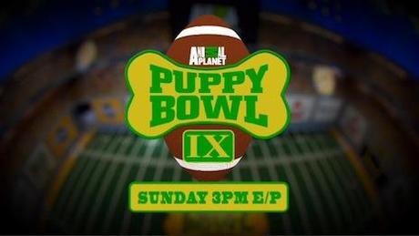 Nuove frontiere: lo streaming dei cuccioli per preparare il Puppy Bowl