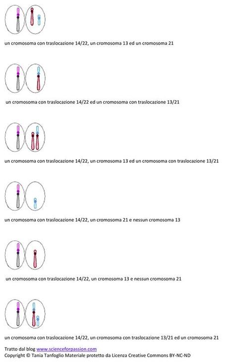 Gameti prodotti da individui portatori di doppie traslocazioni