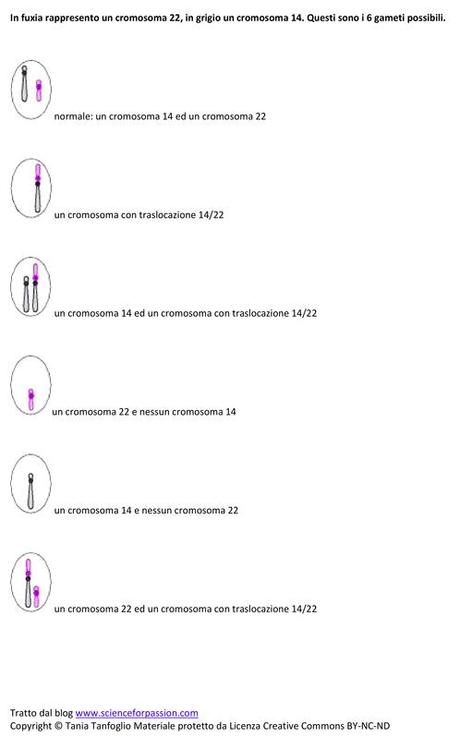 Gameti prodotti da individui portatori di doppie traslocazioni