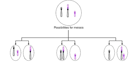 Gameti prodotti da individui portatori di doppie traslocazioni