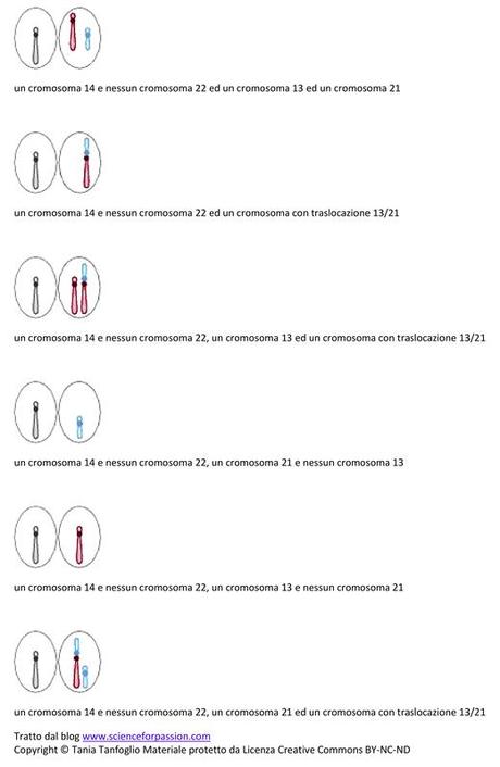Gameti prodotti da individui portatori di doppie traslocazioni