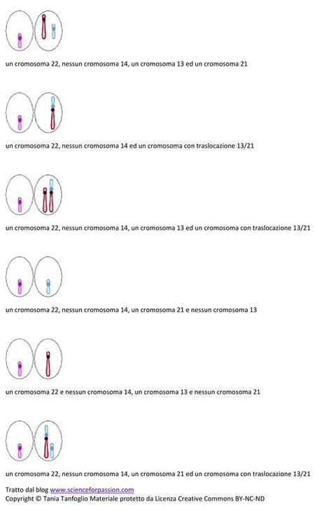 Gameti prodotti da individui portatori di doppie traslocazioni