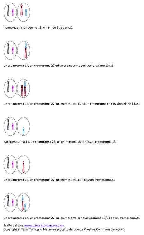 Gameti prodotti da individui portatori di doppie traslocazioni