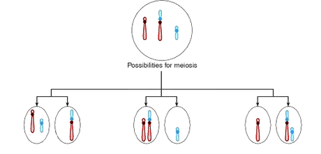 Gameti prodotti da individui portatori di doppie traslocazioni