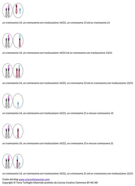 Gameti prodotti da individui portatori di doppie traslocazioni