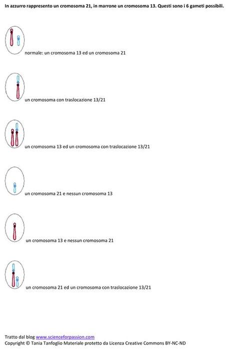 Gameti prodotti da individui portatori di doppie traslocazioni