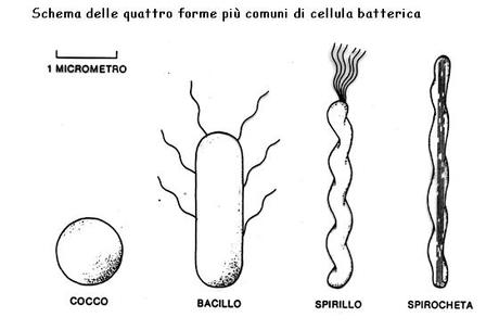 La cellula, la teoria cellulare e l'effetto scala