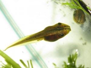 perons-tadpole-23-02-08_large