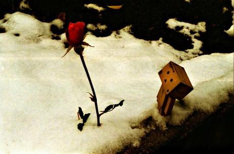 di quando Danbo incontrò una rosa nella neve