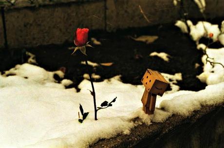 di quando Danbo incontrò una rosa nella neve
