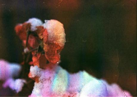 Dishwashed film - rose sotto la neve