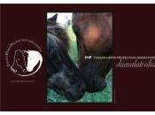 Calendario 2013 dell’