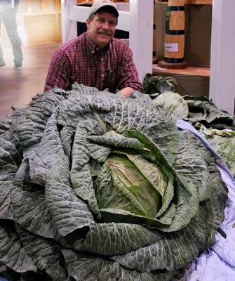 The giant cabbage!