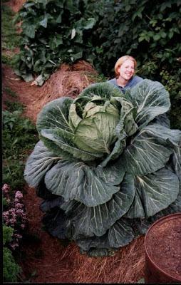 The giant cabbage!