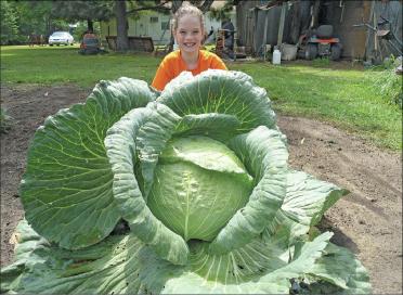 The giant cabbage!