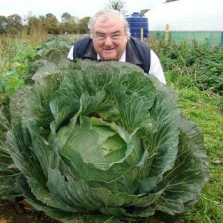 The giant cabbage!