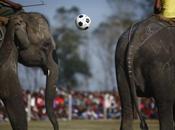 Pelé l’elefante, star match soli pachidermi