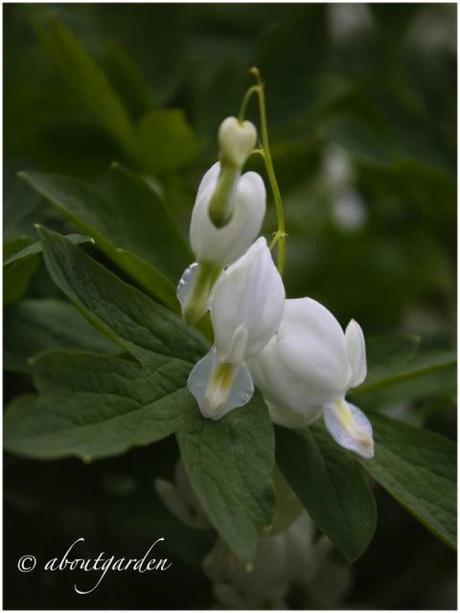 Dicentra spectabilis alba