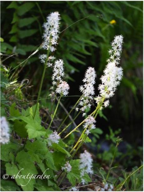 Tiarella cordifolia .