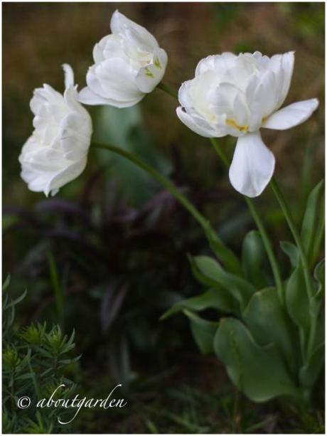 Tulipa mount tacoma