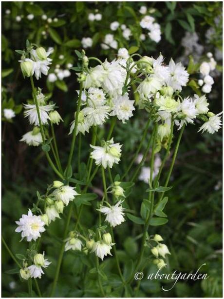 Aquilegia vulgaris 'White Barlow%22