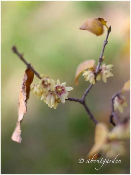 Chimonanthus fragrans