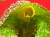 Monadenium echinulatum Foto fiore fiore…