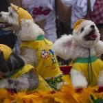 Rio de Janeiro, la sfilata dei cani prima del Carnevale04