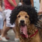 Rio de Janeiro, la sfilata dei cani prima del Carnevale01