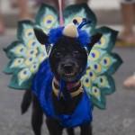 Rio de Janeiro, la sfilata dei cani che anticipa il Carnevale