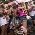 Rio de Janeiro, la sfilata dei cani prima del Carnevale05