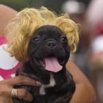 Rio de Janeiro, la sfilata dei cani prima del Carnevale06