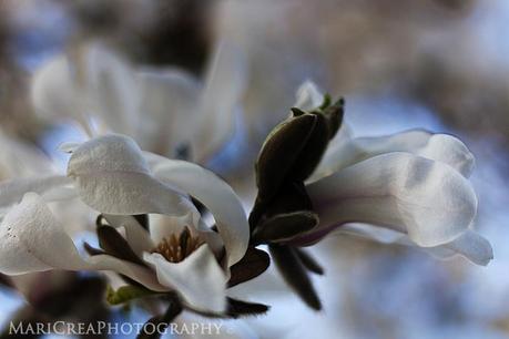 magnolias