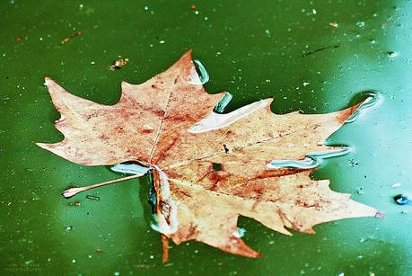 leaf on lake