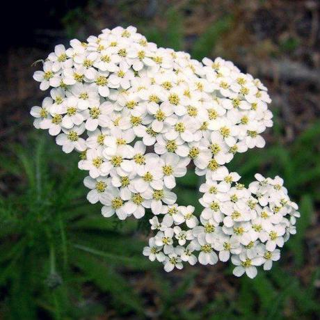 Digerisci meglio con l’achillea!