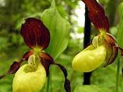 malattie colpiscono orchidee: quali sono come riconoscerle