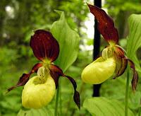 Le malattie che colpiscono le orchidee: quali sono e come riconoscerle