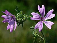 Fitoterapia si : Malva Sylvestris ed infiammazione .