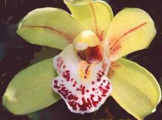 Cymbidium